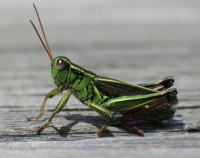 grasshopper edit