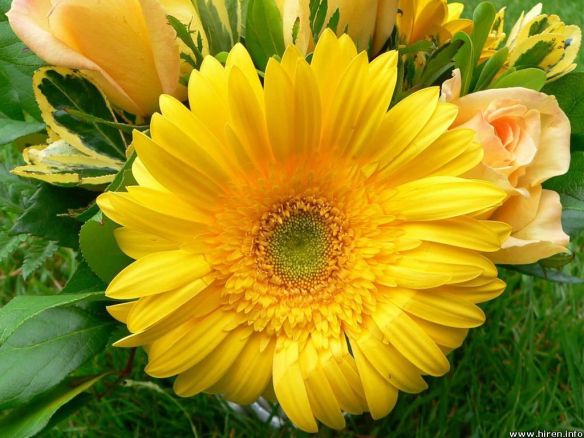 big-yellow-flower-1u-1